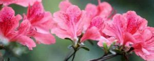 白色杜鵑花花語|杜鵑花花語和寓意都有哪些 杜鵑花代表什麼